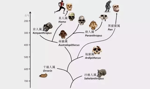 新澳内部高级资料,动态调整策略执行_潮流版2.773