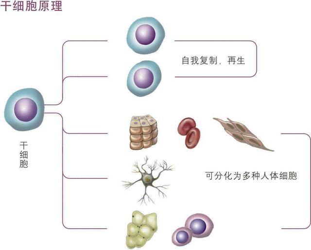 干细胞研究最新进展，重塑医疗领域的未来希望