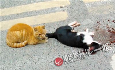 猫咪社区最新动态揭秘，猫奴们的全新世界探索