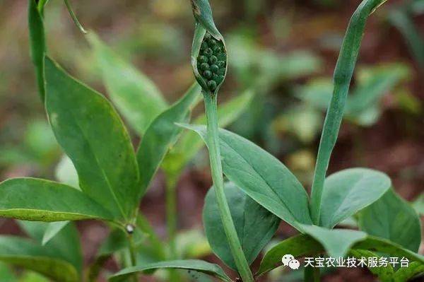 半夏最新价格动态及市场影响分析