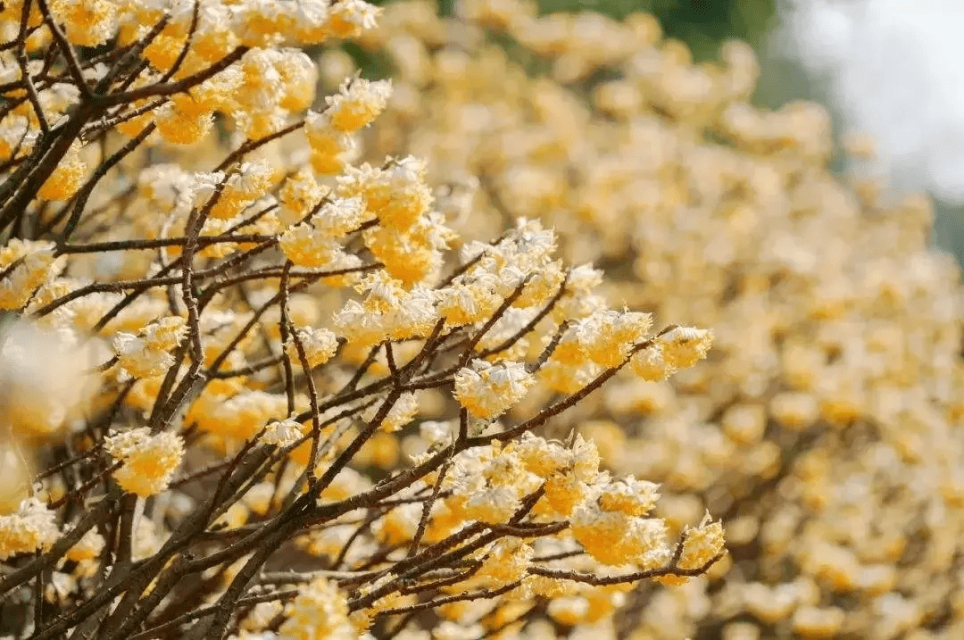 探访暖春花开地新址，自然人文之美交相辉映的秘境