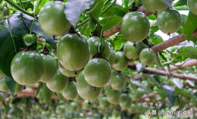 最新百香果种植技术，提升产量与品质的关键策略实践