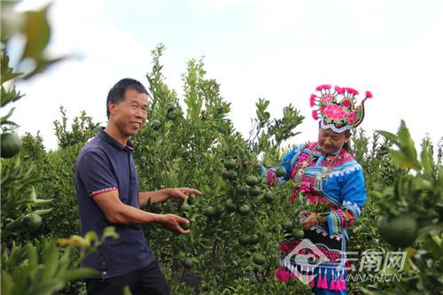 金沙村委会新项目，重塑乡村未来，引领社区发展启航